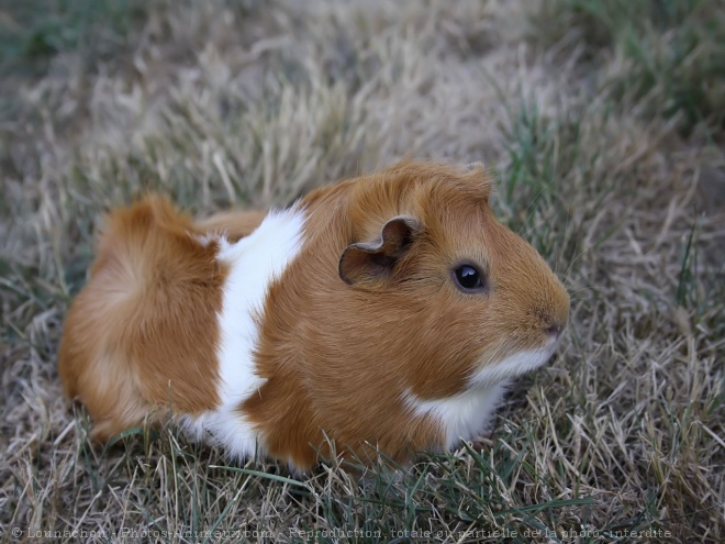 Photo de Cochon d'inde - abyssin / rosette