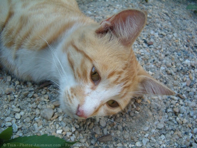 Photo de Chat domestique