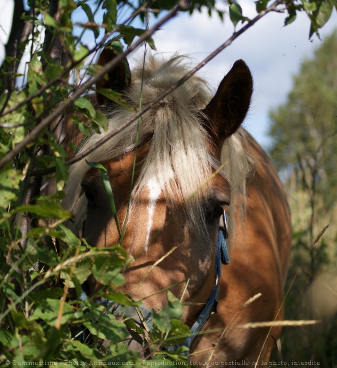 Photo de Haflinger