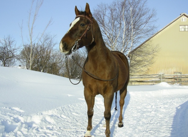 Photo de Quarter horse