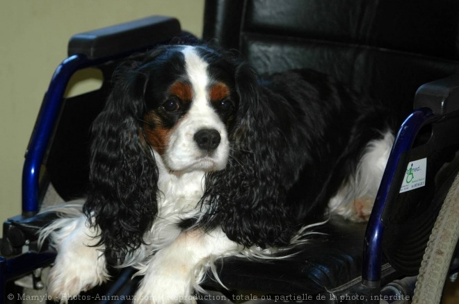 Photo de Cavalier king charles spaniel