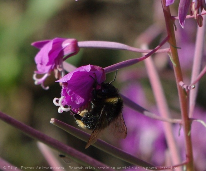 Photo d'Abeille