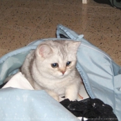 Photo de British shorthair