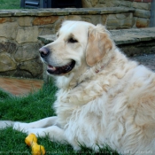 Photo de Golden retriever