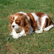 Photo de Cavalier king charles spaniel