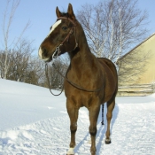 Photo de Quarter horse