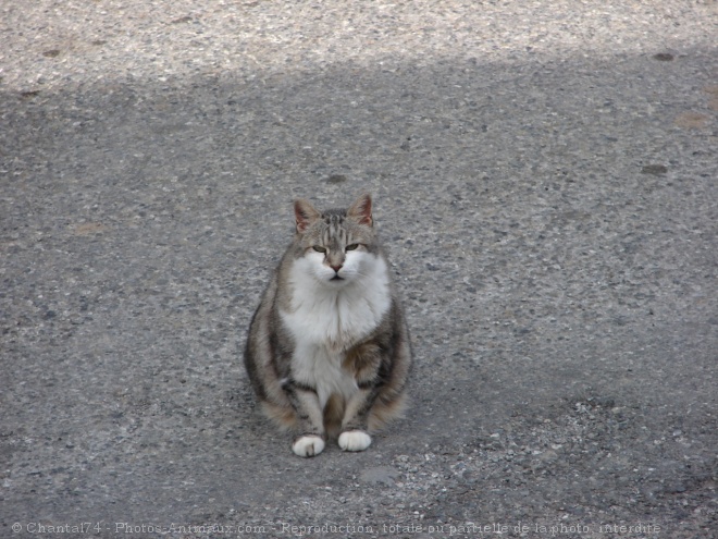 Photo de Chat domestique