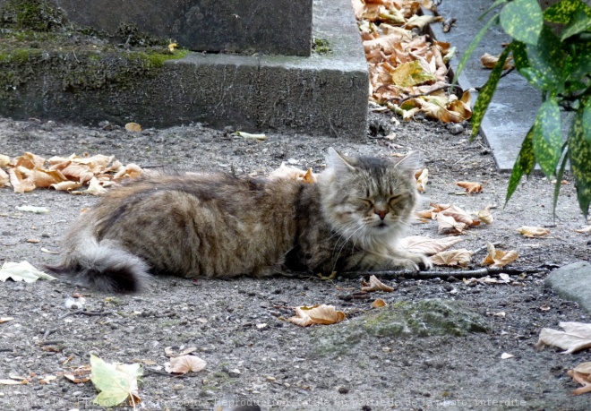 Photo de Chat domestique