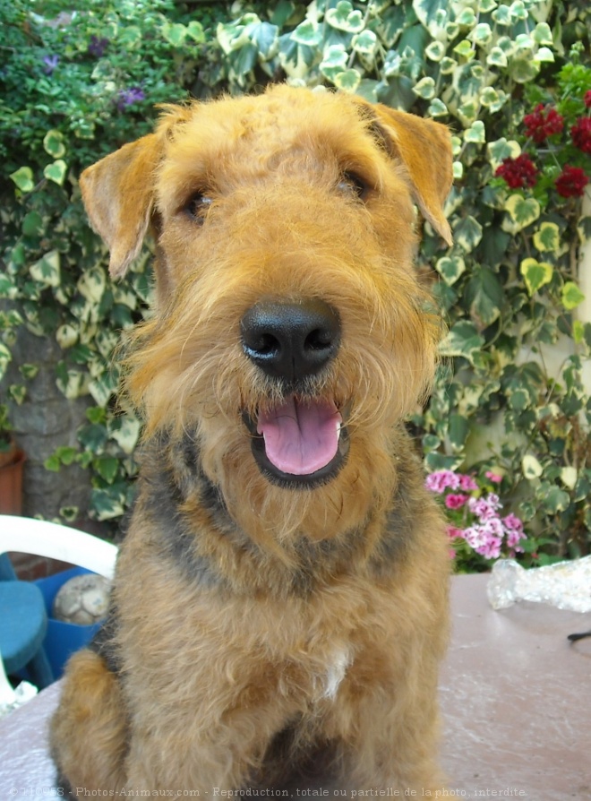 Photo d'Airedale terrier