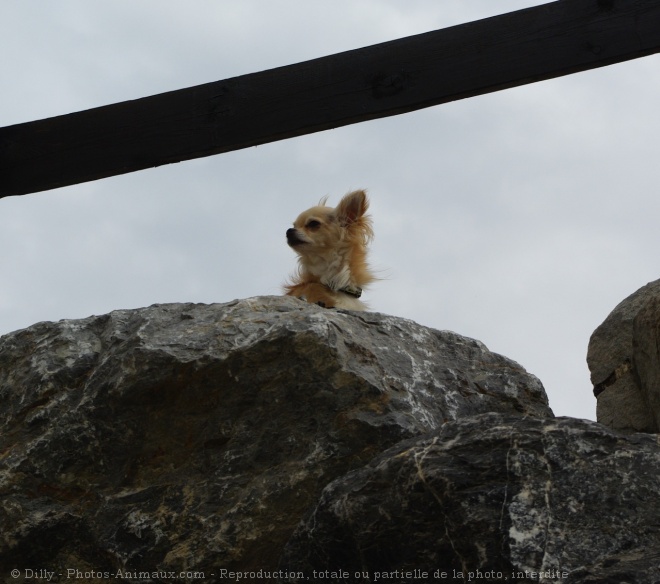 Photo de Chihuahua  poil long