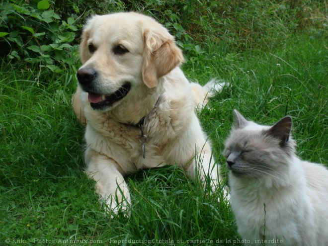 Photo de Races diffrentes