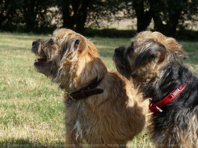 Photo de Border terrier