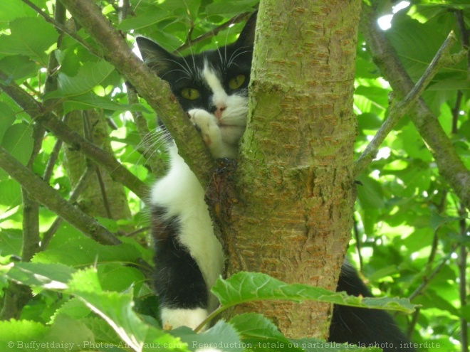 Photo de Chat domestique