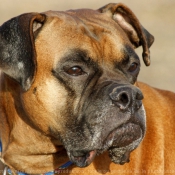 Photo de Boxer