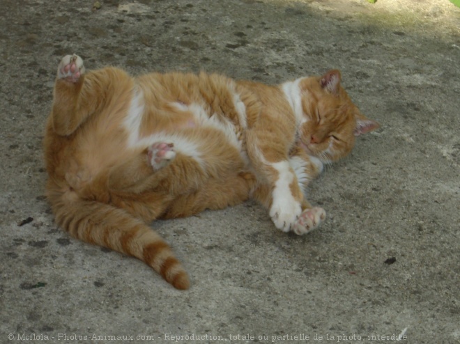 Photo de Chat domestique