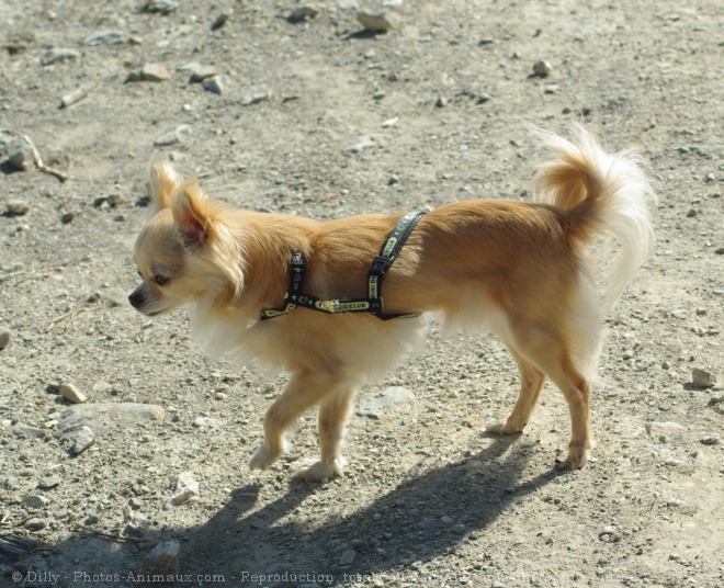 Photo de Chihuahua  poil long