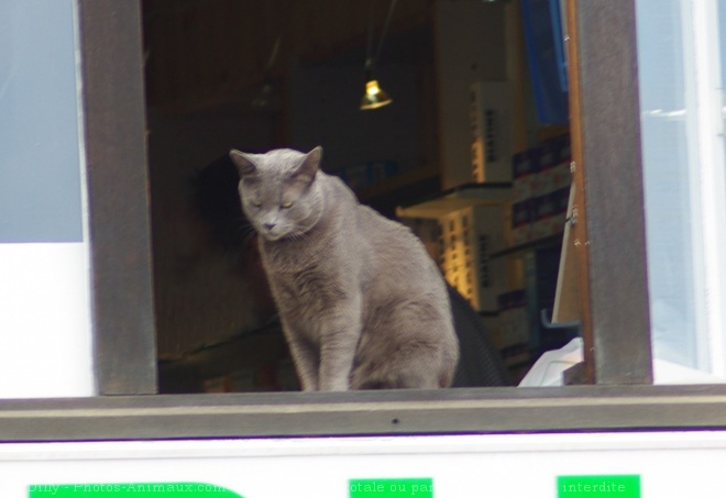 Photo de Chartreux