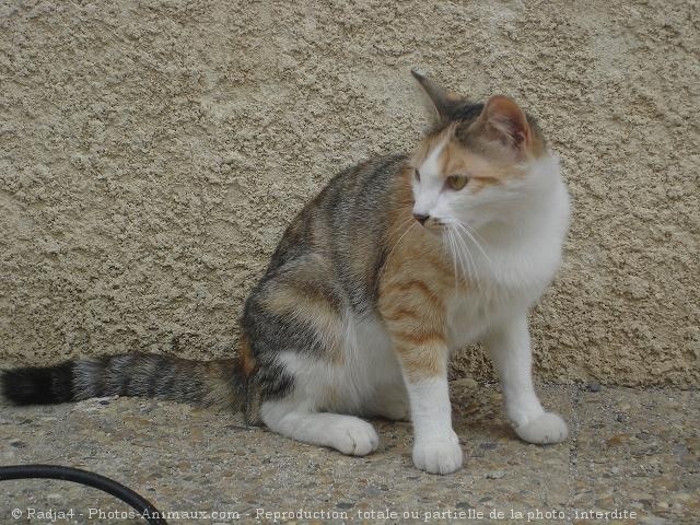 Photo de Chat domestique