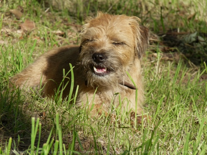 Photo de Border terrier