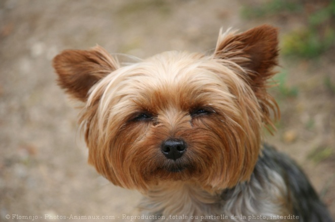 Photo de Yorkshire terrier