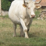 Photo de Vache