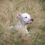 Photo de Dogue argentin