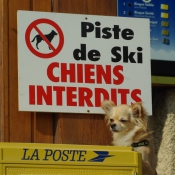 Photo de Chihuahua  poil long