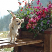 Photo de Chihuahua  poil long