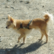 Photo de Chihuahua  poil long