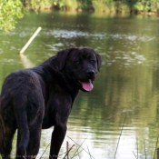 Photo de Rottweiler