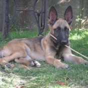 Photo de Berger belge malinois