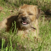 Photo de Border terrier