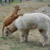 Photo de Races diffrentes