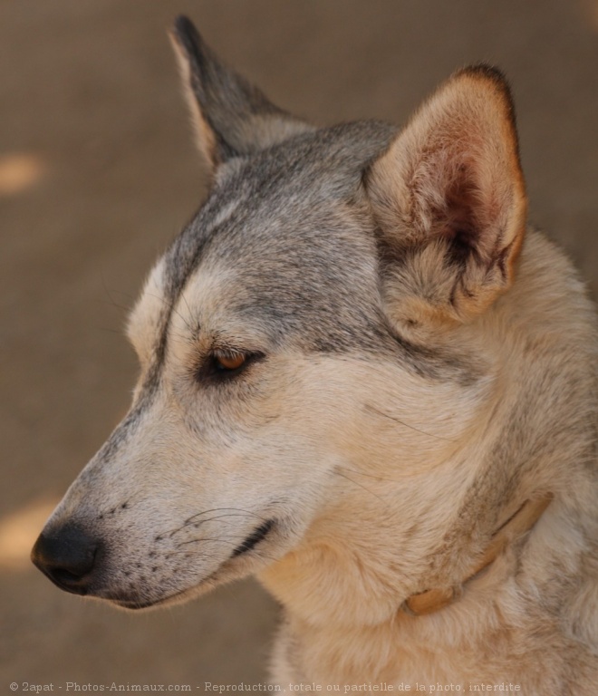 Photo de Husky siberien