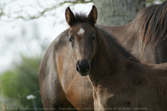 Photo de Trotteur franais