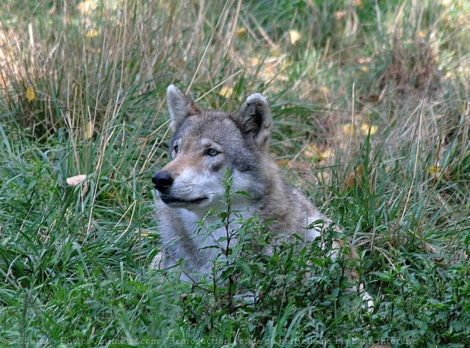 Photo de Loup