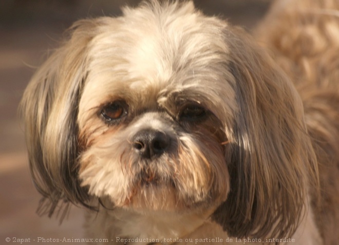 Photo de Shih tzu