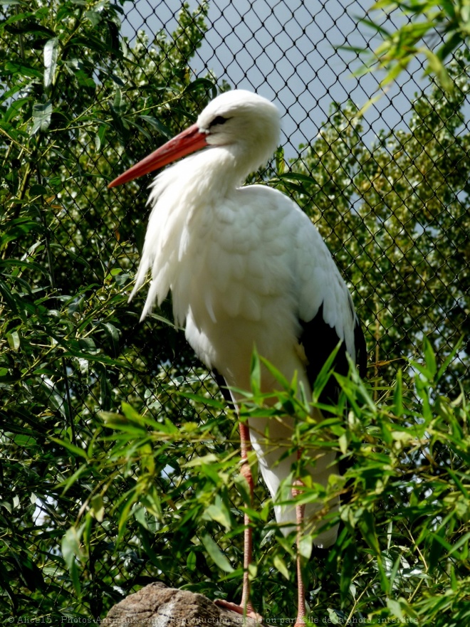 Photo de Cigogne