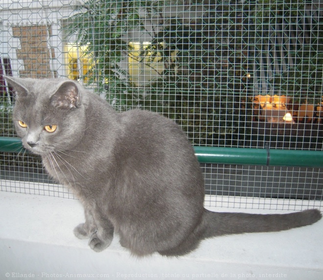 Photo de Chartreux