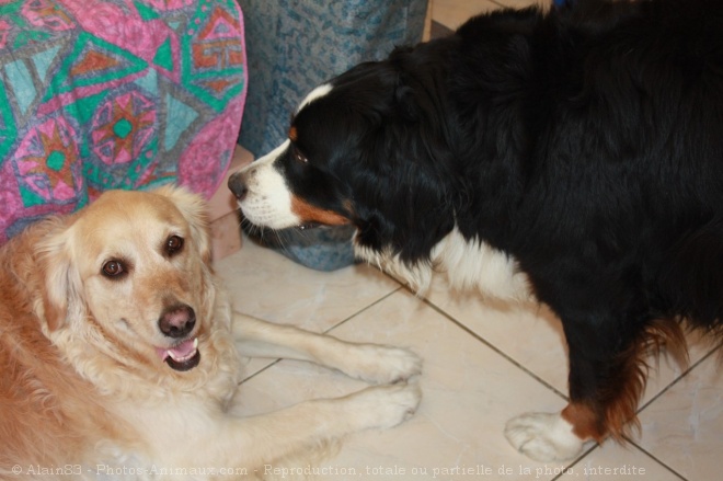 Photo de Races diffrentes