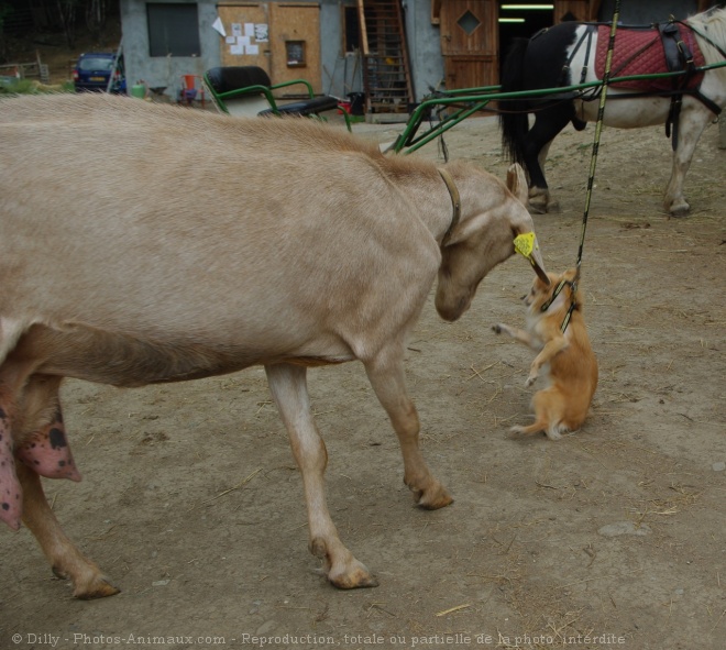 Photo de Chihuahua  poil long