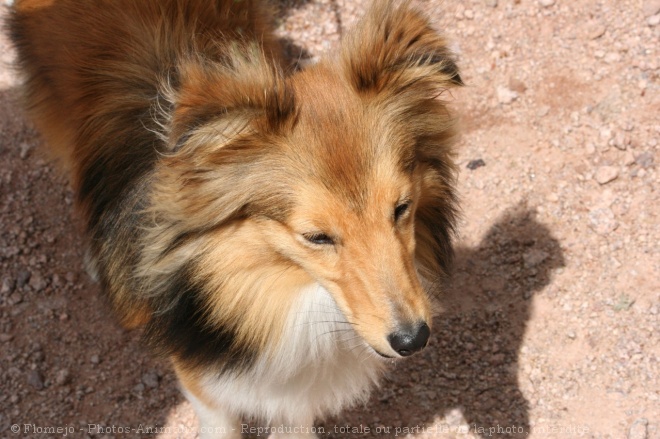 Photo de Chien de berger des shetland