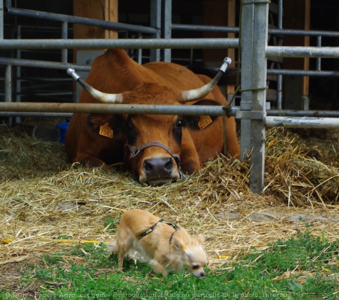 Photo de Chihuahua  poil long