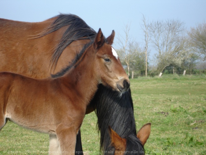 Photo de Trotteur franais