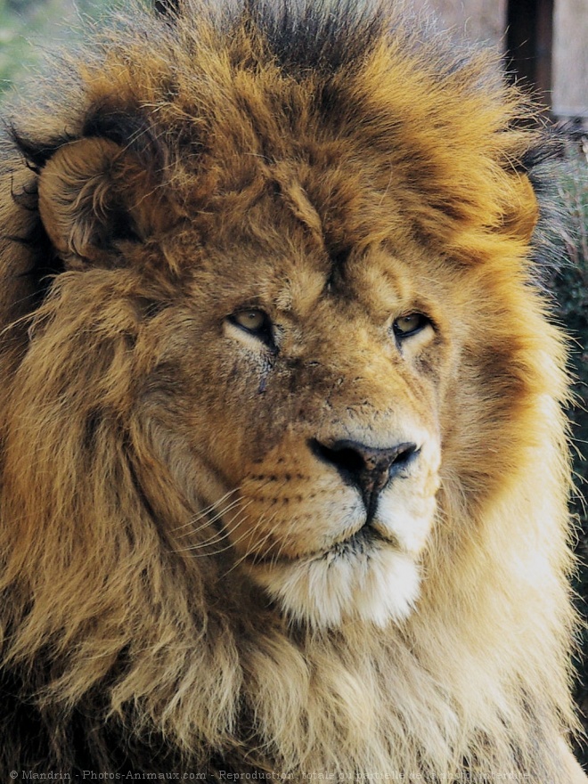 Photo de Lion