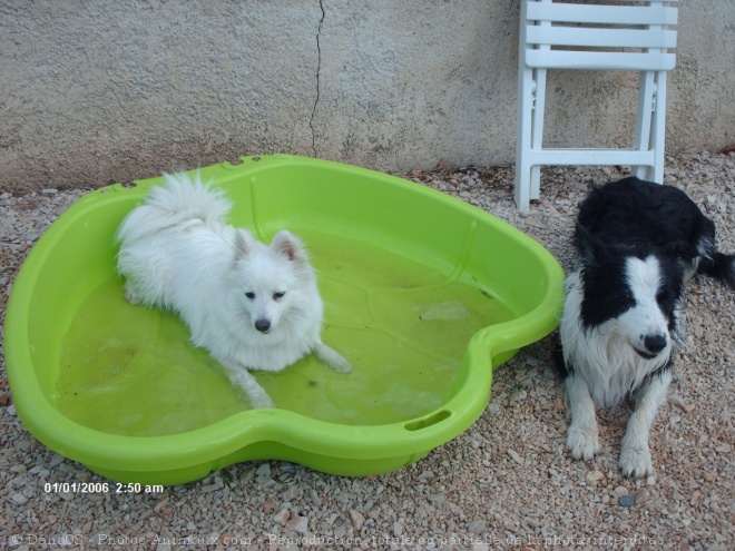 Photo de Border collie