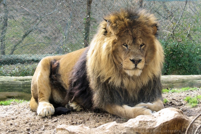 Photo de Lion