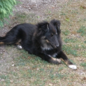 Photo de Chien de berger des shetland