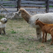 Photo de Races diffrentes