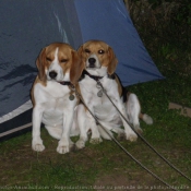 Photo de Beagle